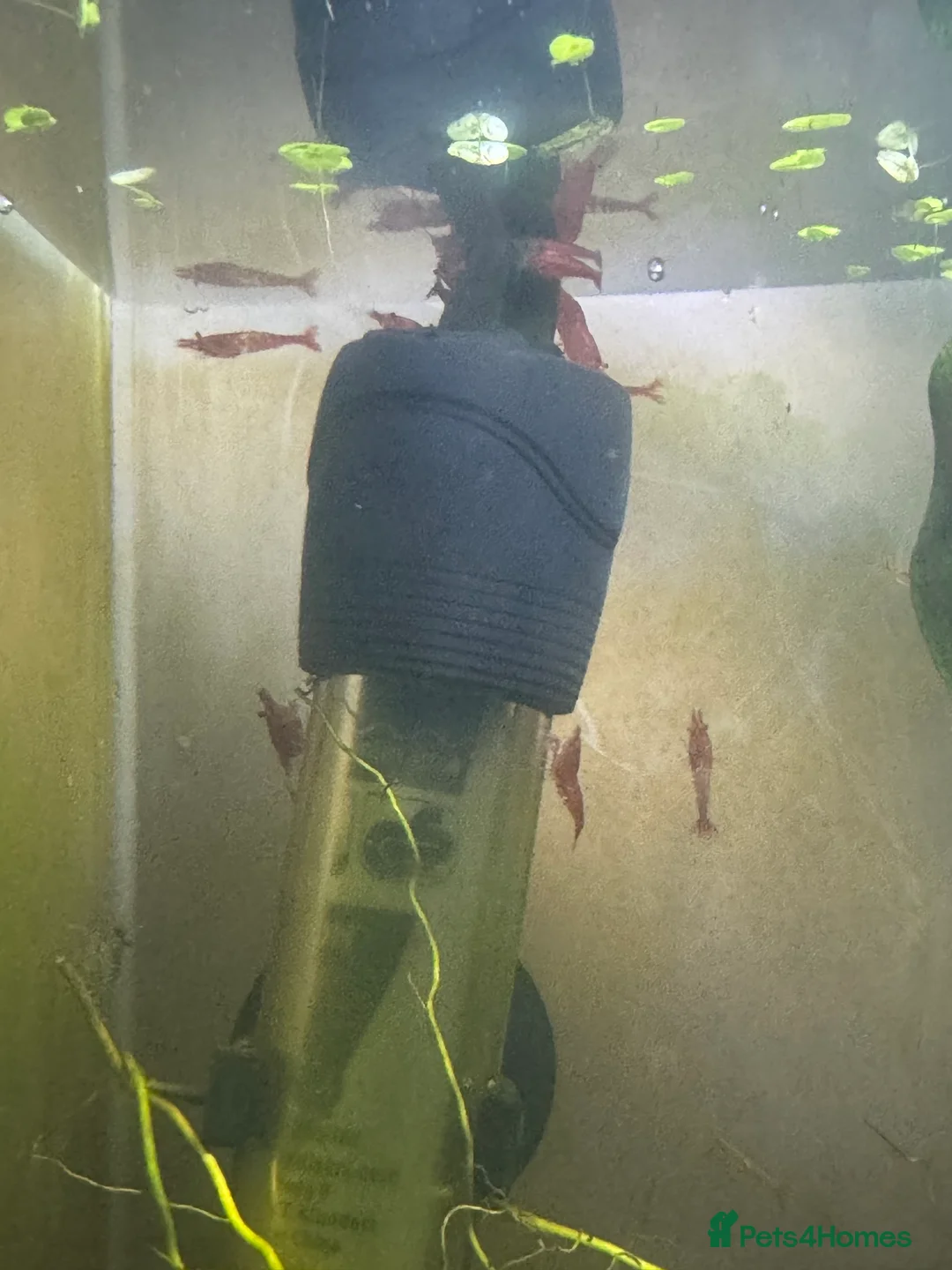 Shrimps fish for sale: Red Cherry shrimp  - Advert 1