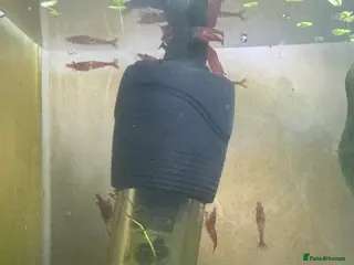 Shrimps fish Red Cherry shrimp - Advert 3