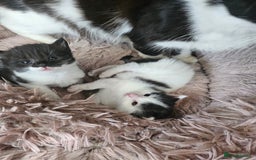 Mixed Breed cats for sale: Super cute, fun kitten - Image 8