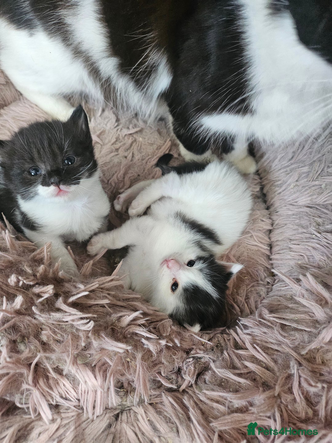 Mixed Breed cats for sale: Super cute, fun kitten - Image 8