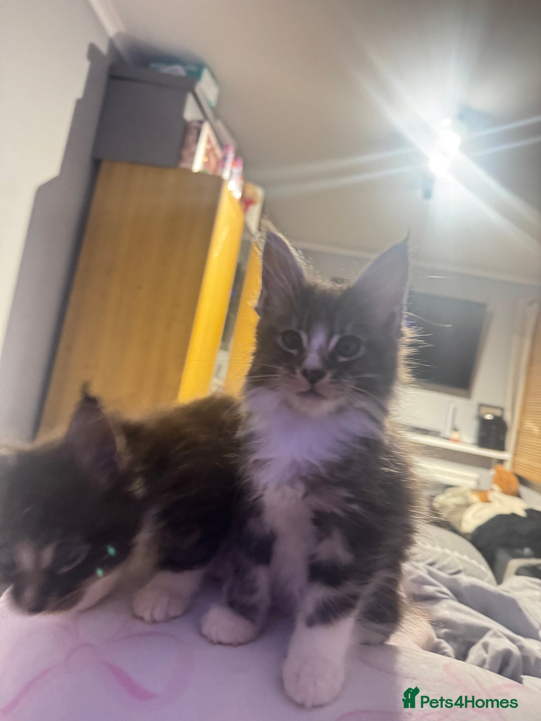 Maine Coon cats for sale: Full Maine Coon for sale - Advert 8
