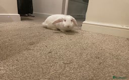 French Lop rabbits for sale: 4 x mixed breed lop bunnies 2 x albino REW 2 x not - Image 14