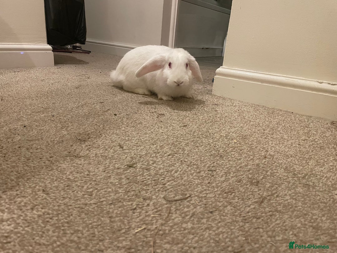 French Lop rabbits for sale: 4 x mixed breed lop bunnies 2 x albino REW 2 x not - Image 14