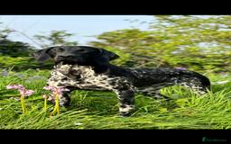 German Shorthaired Pointer dogs for sale: German Shorthaired Pointer Puppies - Image 7