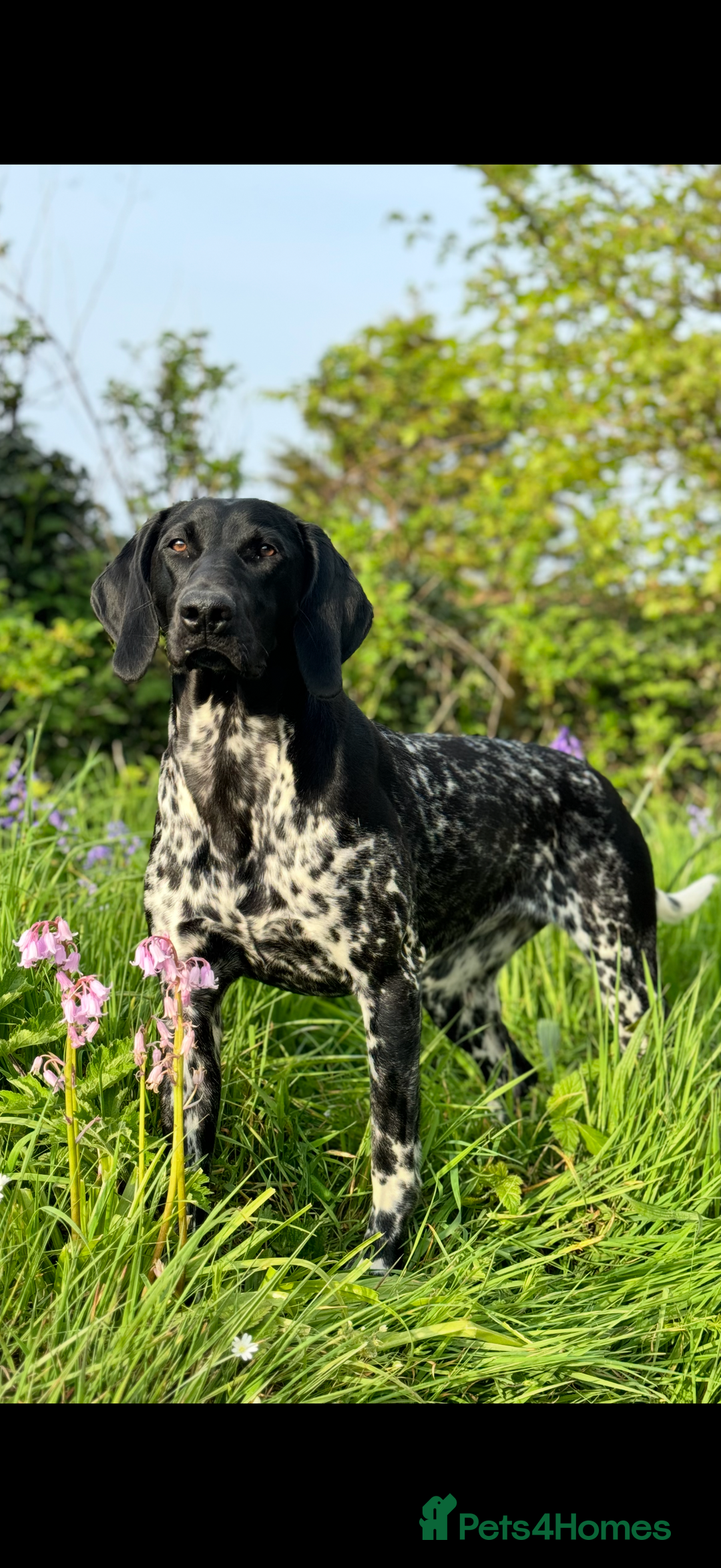 German Shorthaired Pointer dogs for sale: German Shorthaired Pointer Puppies - Image 7