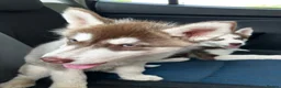 Siberian Husky dogs for sale: Beautiful Purebred Red Siberian Husky Girls - Advert 40