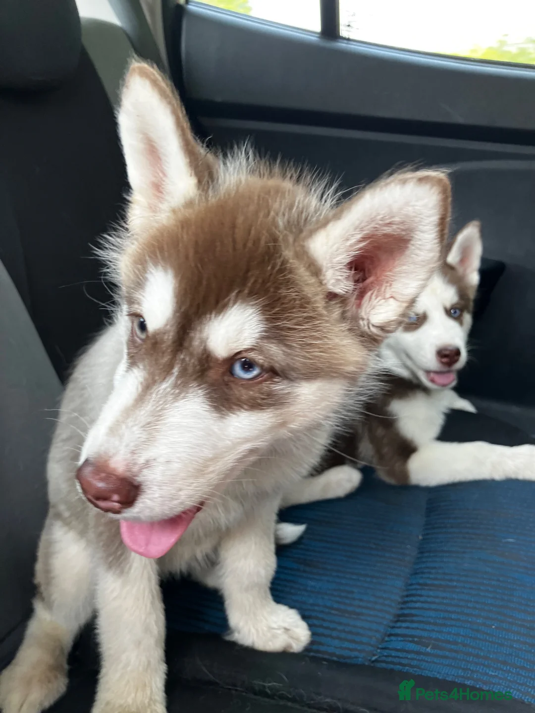 Siberian Husky dogs for sale: Beautiful Purebred Red Siberian Husky Girls - Advert 40