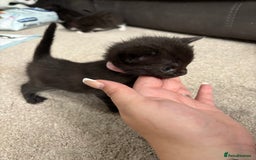 Domestic Shorthair cats for sale: Black and grey kittens - Image 10