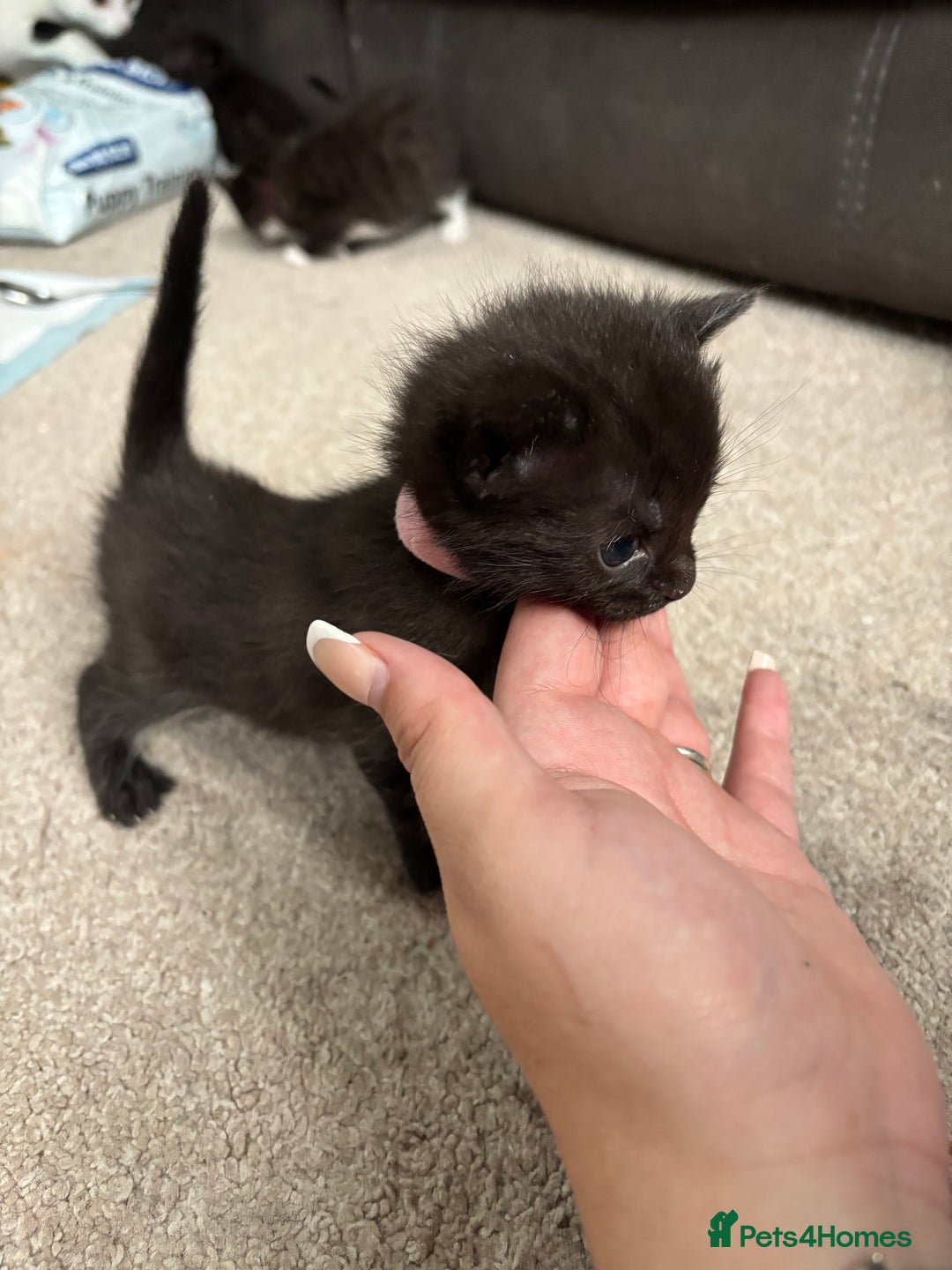 Domestic Shorthair cats for sale: Black and grey kittens - Image 10