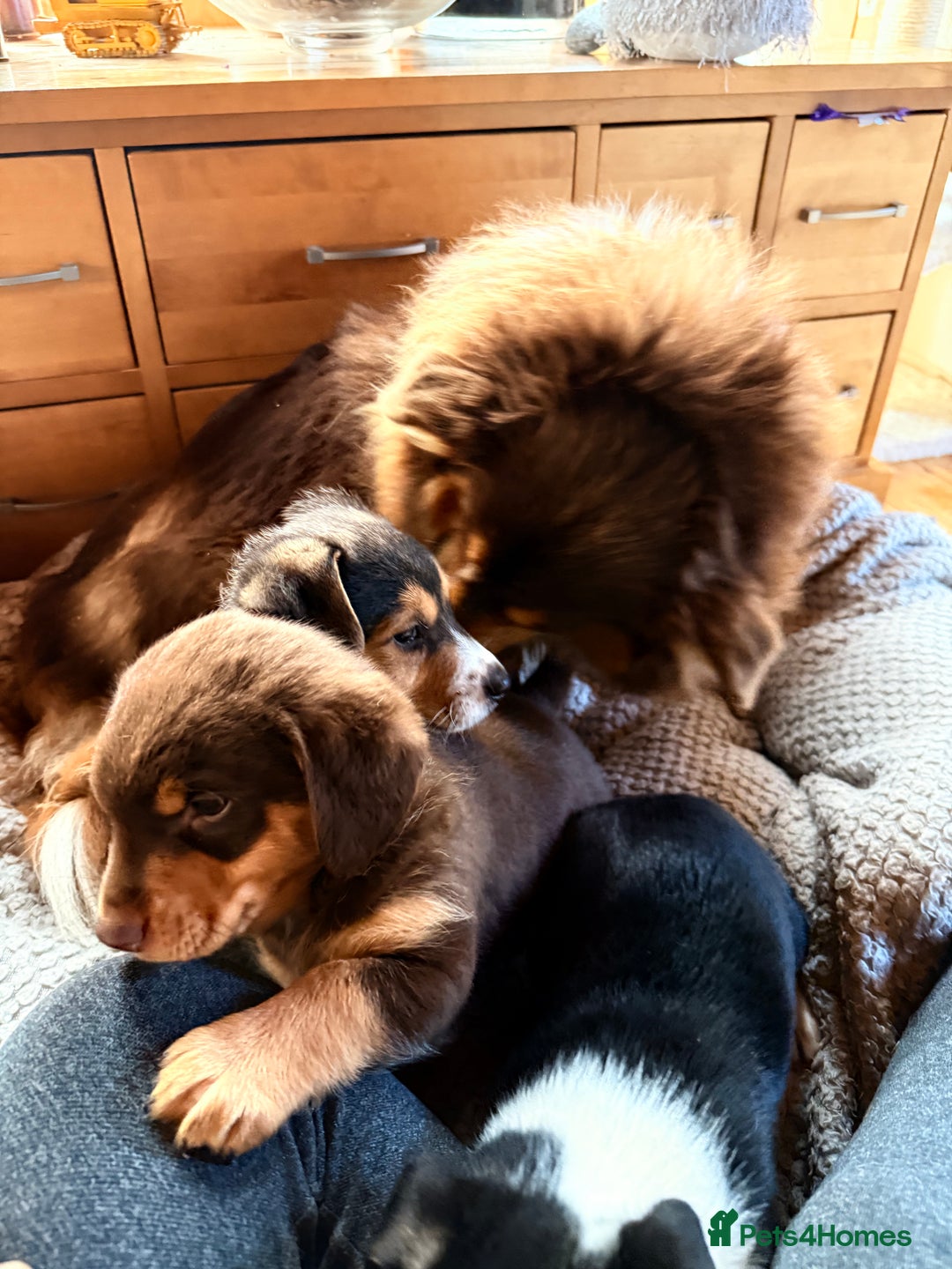 Mixed Breed dogs for sale: Cheeky trio looking for forever homes  - Advert 14