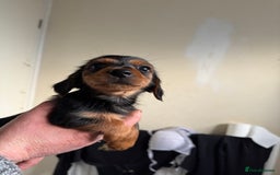 Mixed Breed dogs for sale: Minituar yorkie cross dashound puppies - Image 11