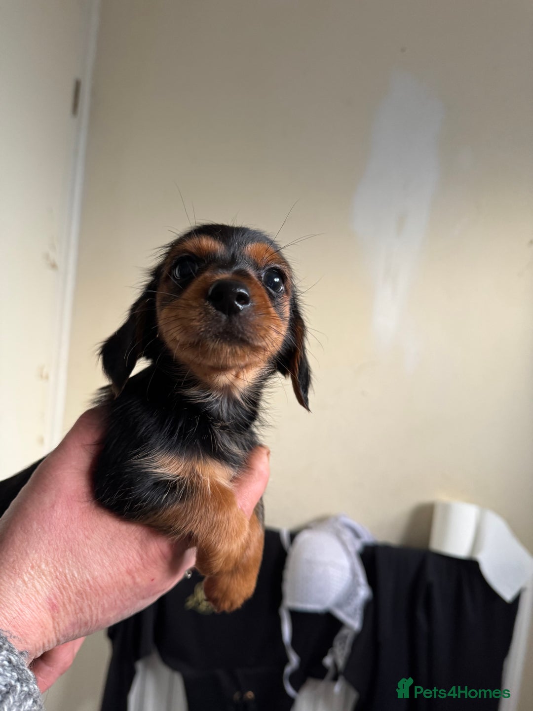 Mixed Breed dogs for sale: Minituar yorkie cross dashound puppies - Image 11
