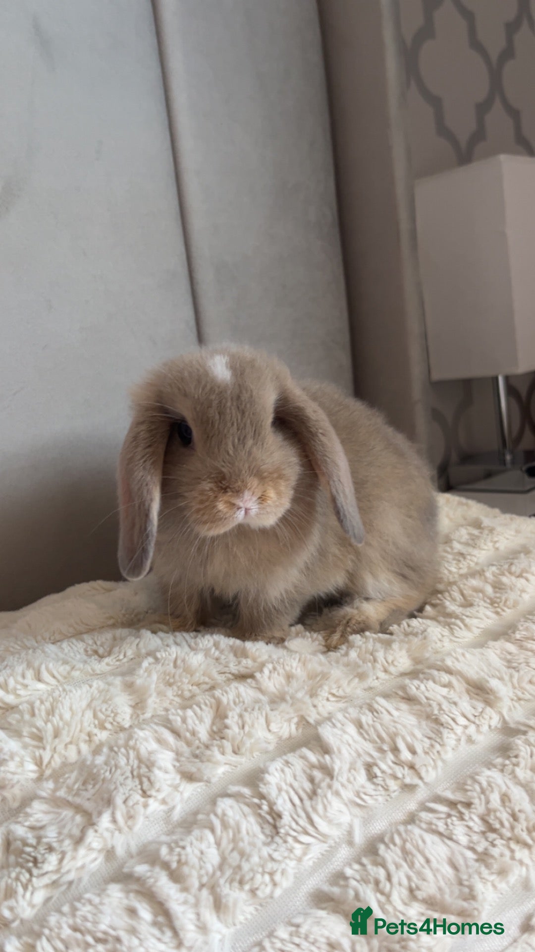 Mini Lop rabbits Mini Lop for sale - Advert 2