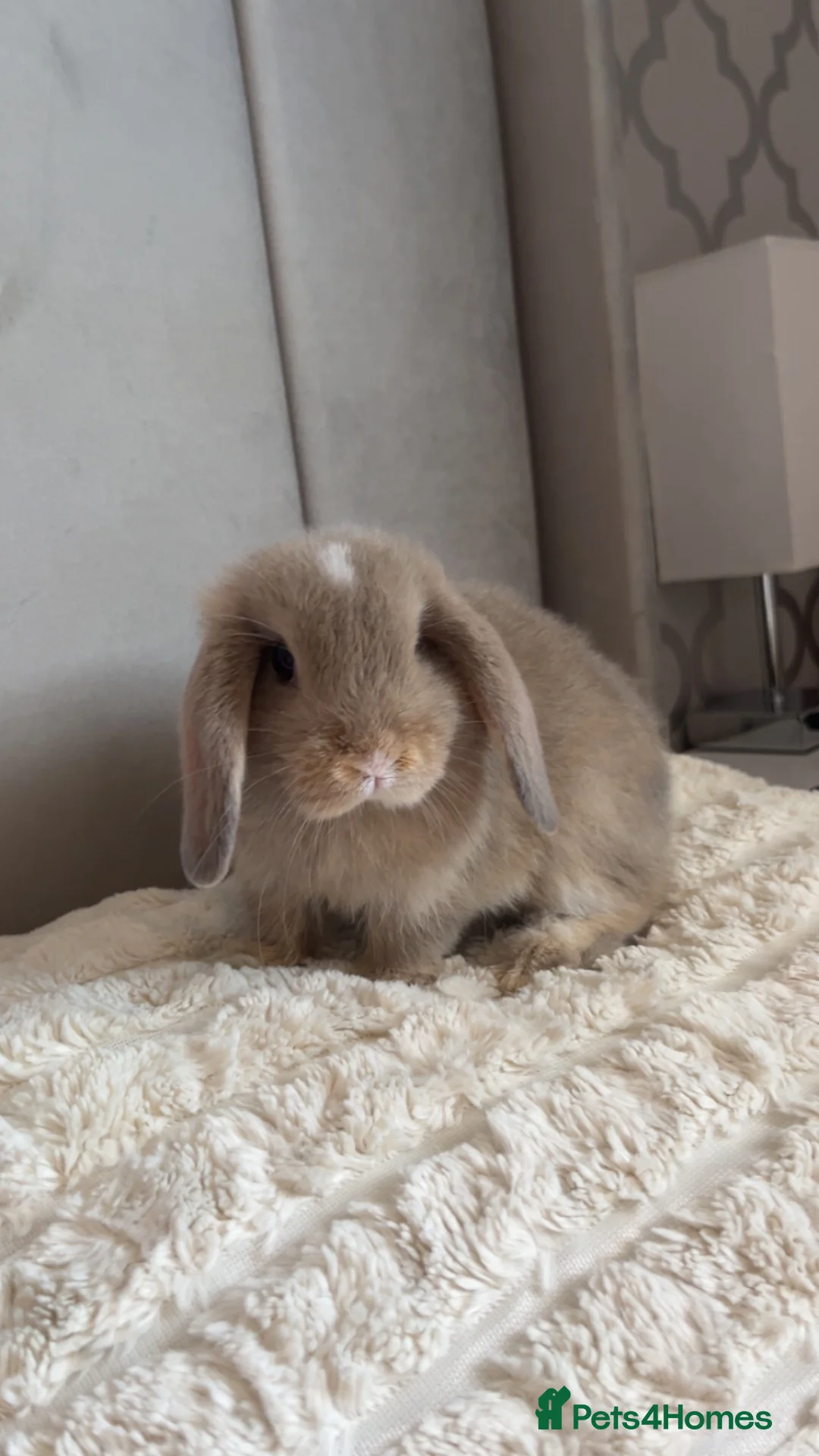 Mini Lop rabbits for sale: Mini Lop for sale - Advert 1