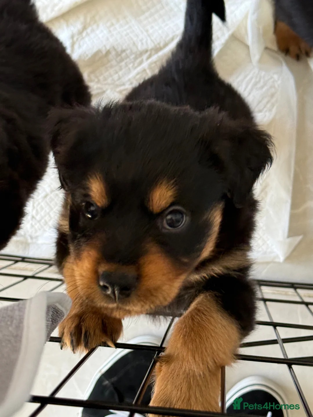 Rottweiler dogs for sale: 6 gorgeous Rottweiler pups  in Doncaster - Advert 18