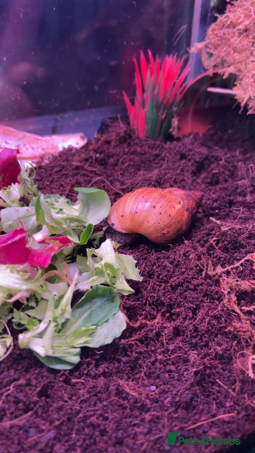 Snails invertebrates for sale: 3 Giant African Land Snails + Full Set Up - Advert 3