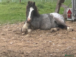 Appaloosa horses Appaloosa cob 17 month old gelding - Advert 2