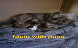 Shih Tzu dogs for sale: Adorable Tiny Imperial ShihTzu  - Image 21