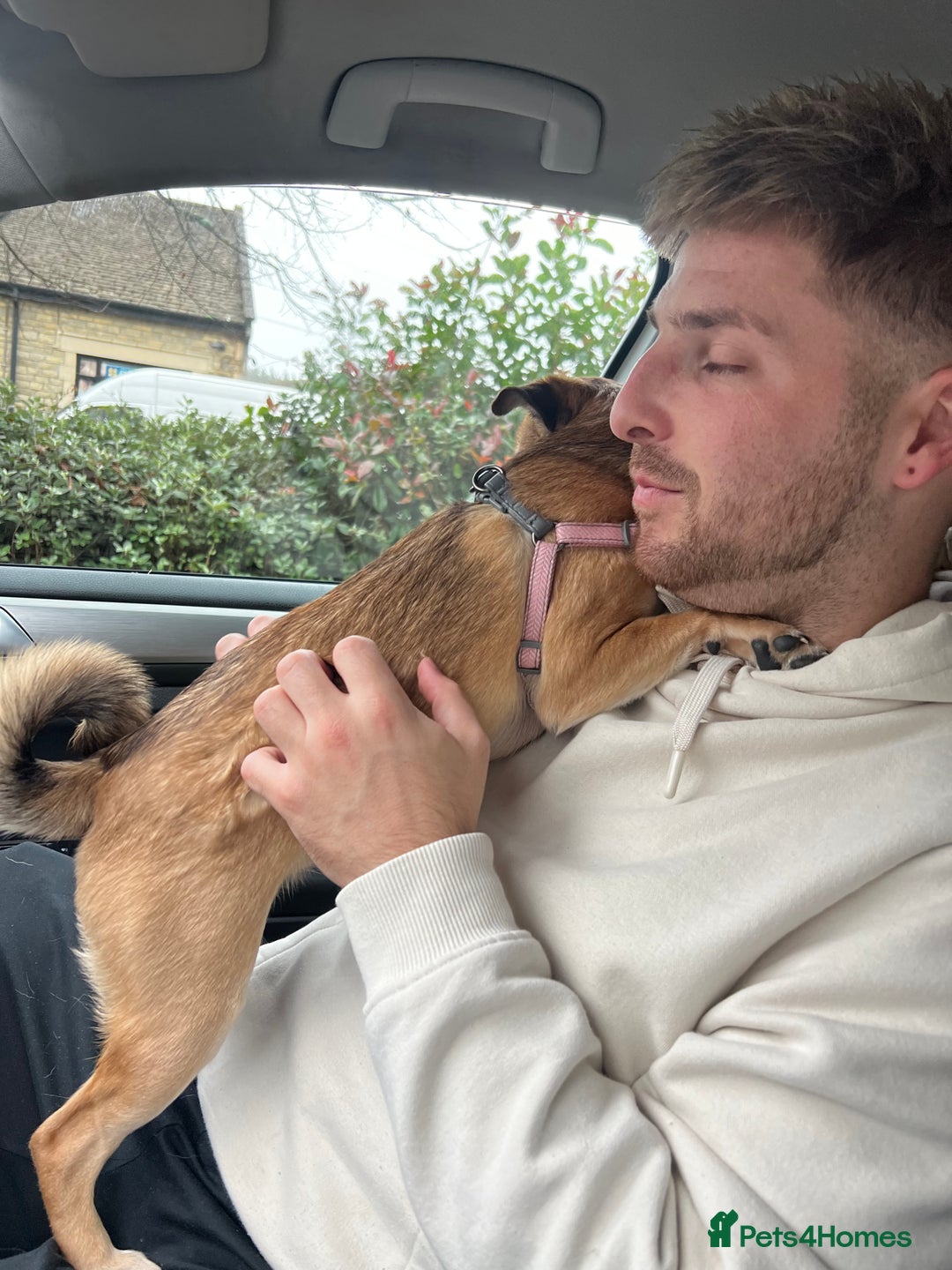 Mixed Breed dogs for sale: Jug for sale - Image 17