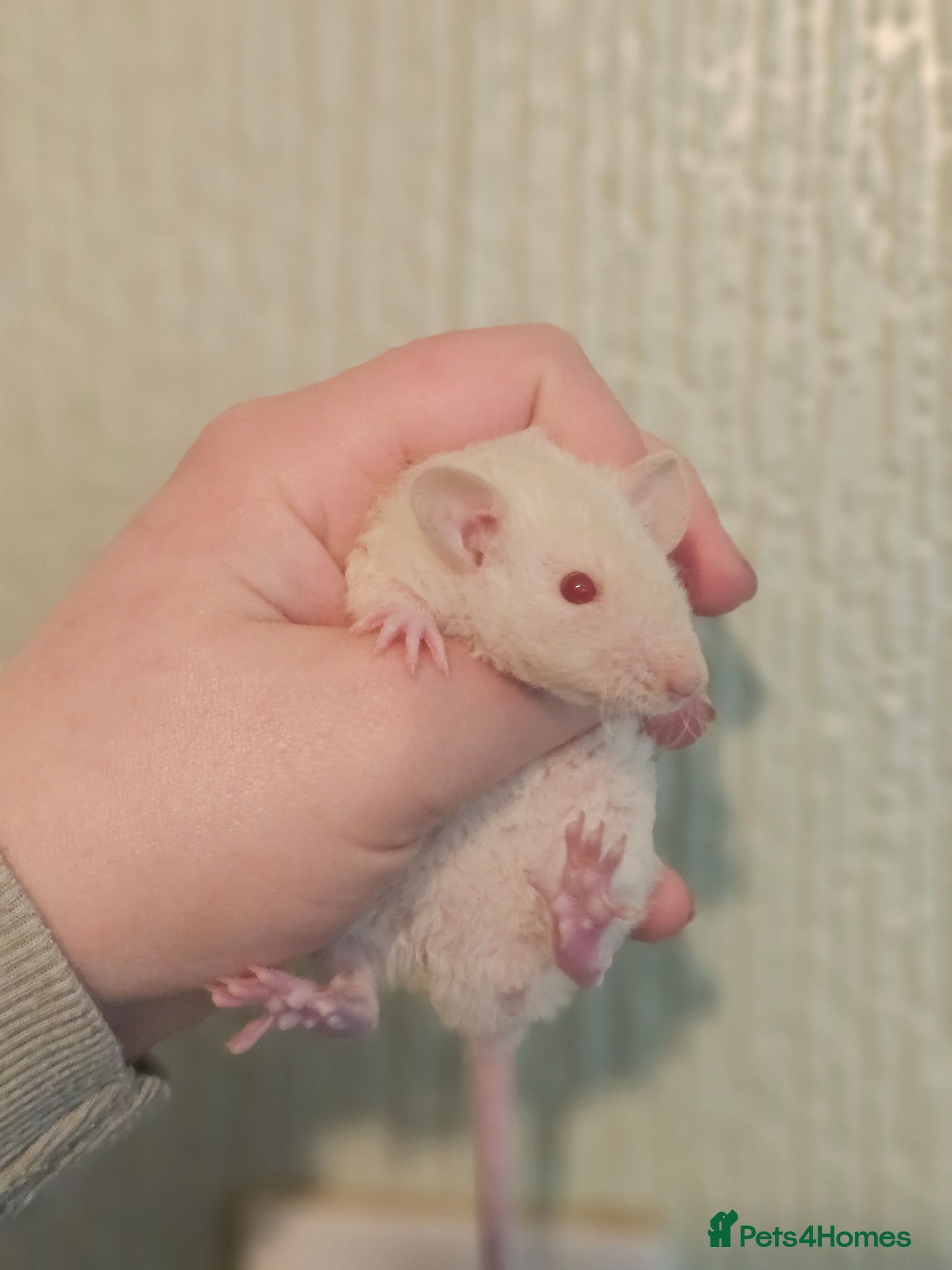 Rat rodents Baby Dumbo Rats ~ Double Rex - Advert 16