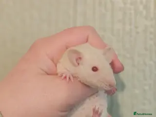 Rat rodents Baby Dumbo Rats ~ Double Rex - Advert 16