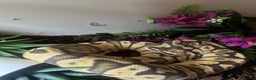 Python Snake reptiles for sale: Beautiful female ball python and set up  - Advert 2
