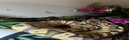 Python Snake reptiles for sale: Beautiful female ball python and set up  - Advert 2