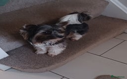 Biewer Terrier dogs for stud: Purebred Pedigree Biewer Terrier Proven Stud in Merthyr Tydfil - Image 20
