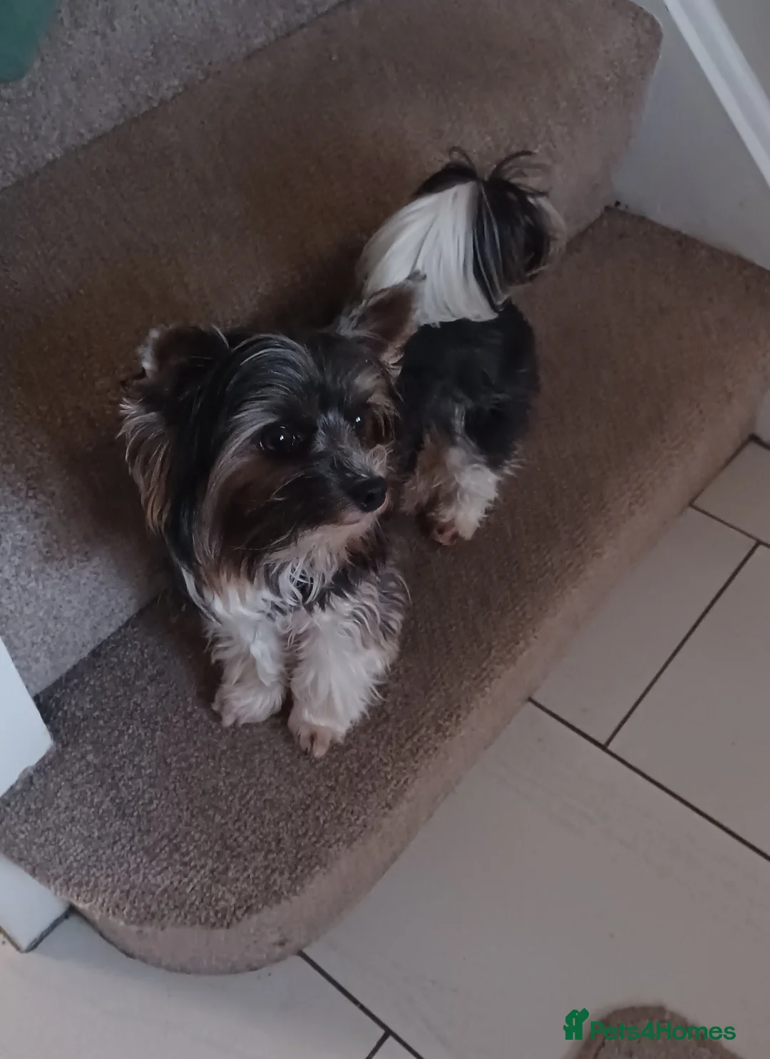 Biewer Terrier dogs for stud: Purebred Pedigree Biewer Terrier Proven Stud in Merthyr Tydfil - Advert 20