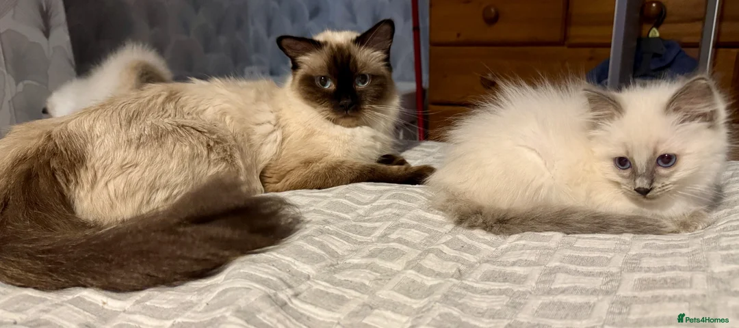 Ragdoll cats for sale:  Ragdoll kittens  - Advert 18