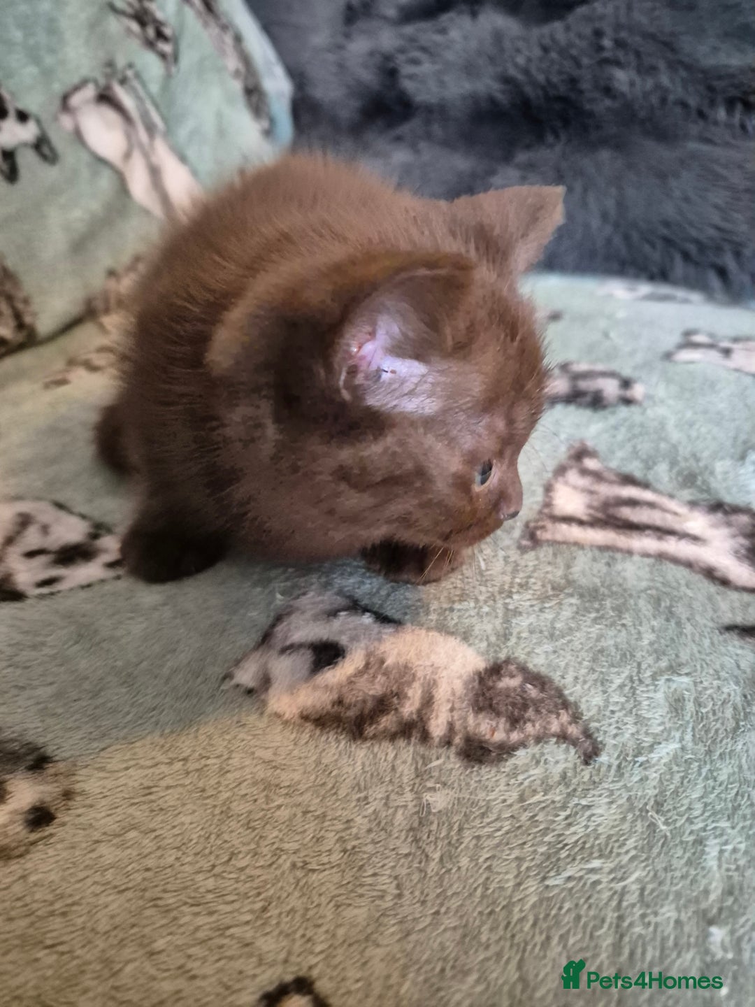 Selkirk Rex cats for sale: Pedigree selkirk rex girls non curly - Advert 15