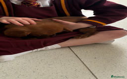 Cavalier King Charles Spaniel dogs for sale: 1 Male King Charles cavalier health tested parents - Image 6