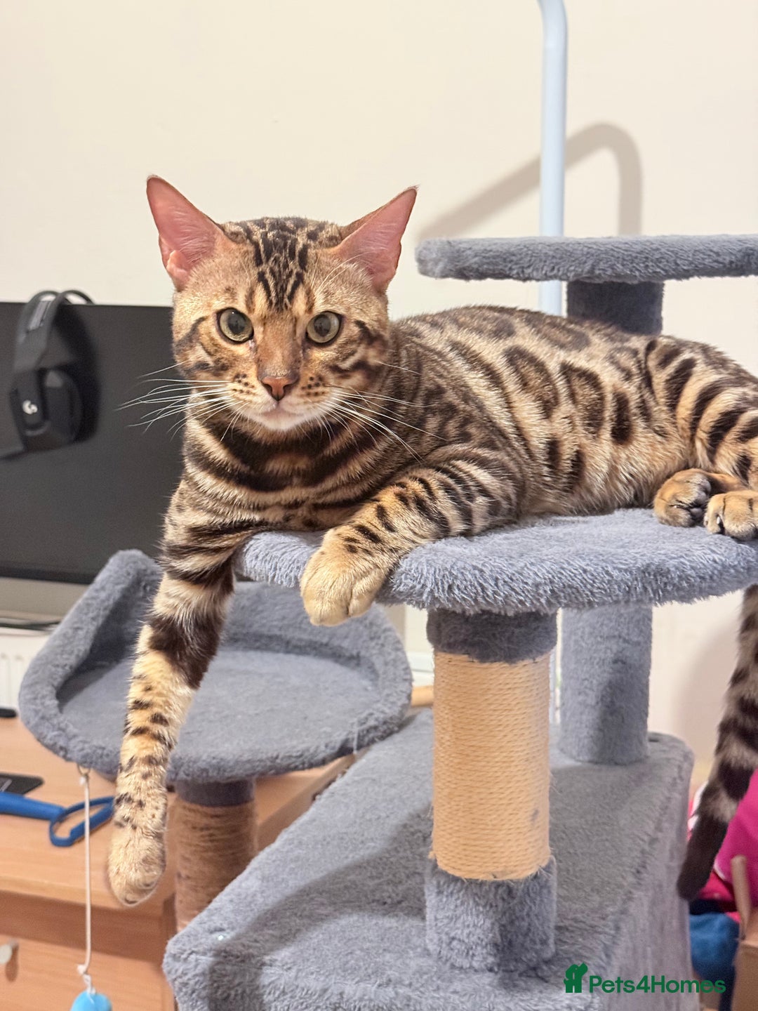 Bengal cats for stud: cat for mating - Image 4