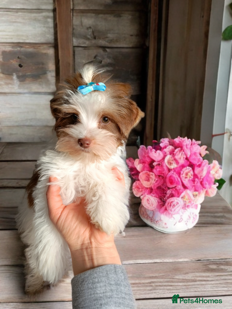 Yorkshire Terrier dogs Posh puppies😍 colored Yorkshire terrier, Biewer - Advert 10