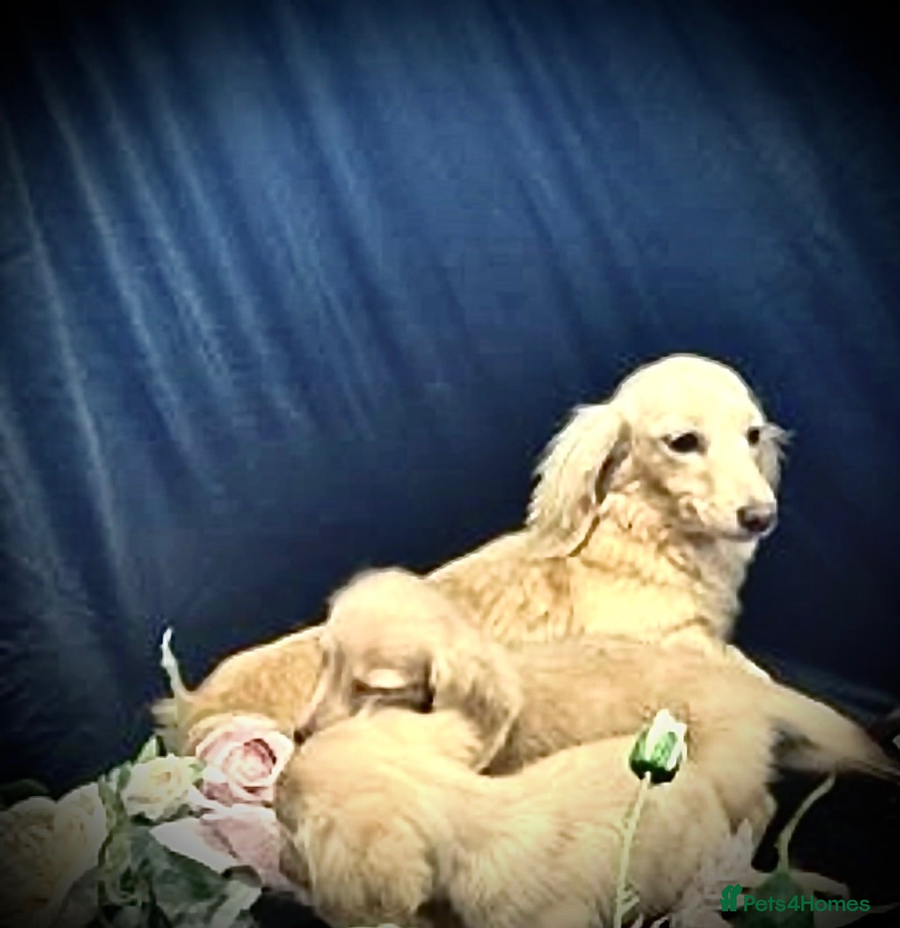Miniature Dachshund dogs Blonde cream English miniature dachshund long hair - Advert 2