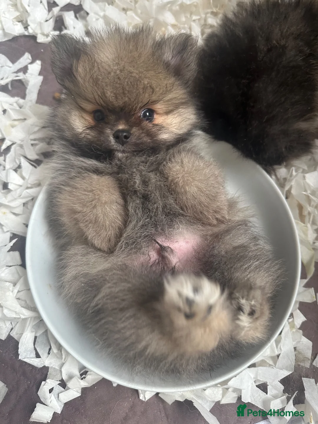 Pomeranian dogs for sale: REDUCED Last little fluffy Pomeranian boy left - Advert 1