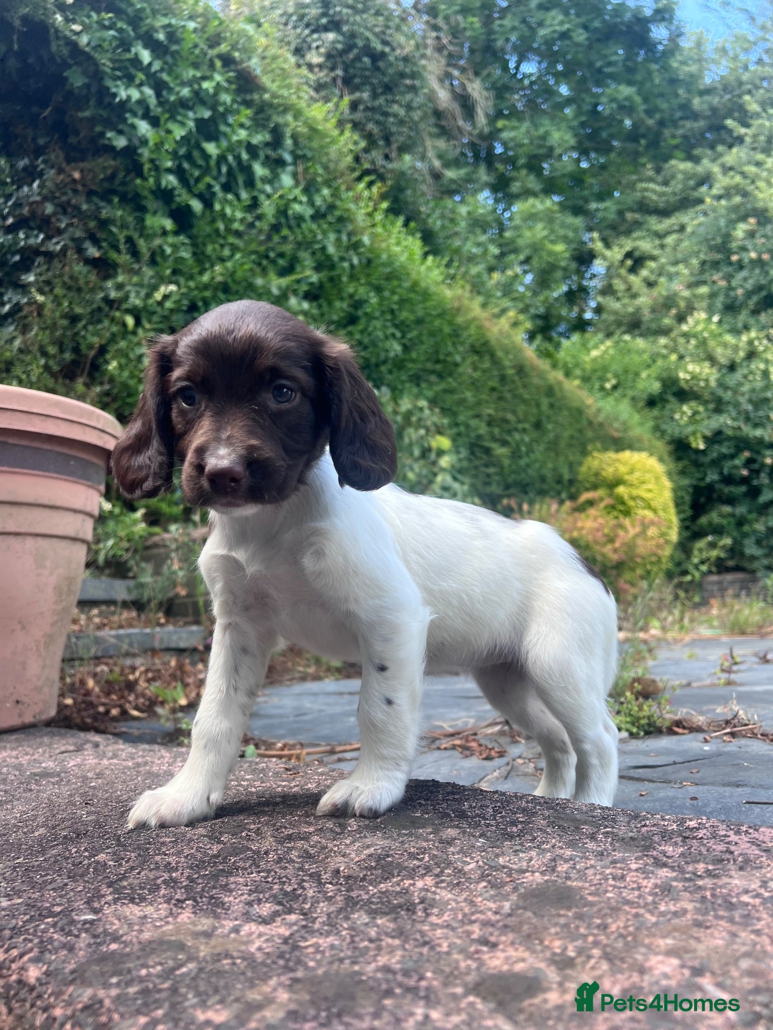 English Springer Spaniel dogs Gorgeous English Springer Spaniels  - Advert 1