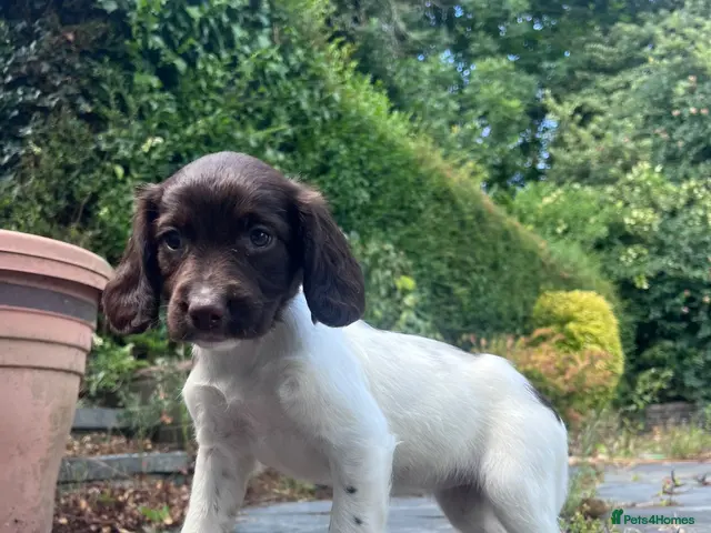 English Springer Spaniel dogs for sale: Gorgeous English Springer Spaniels - Advert 1