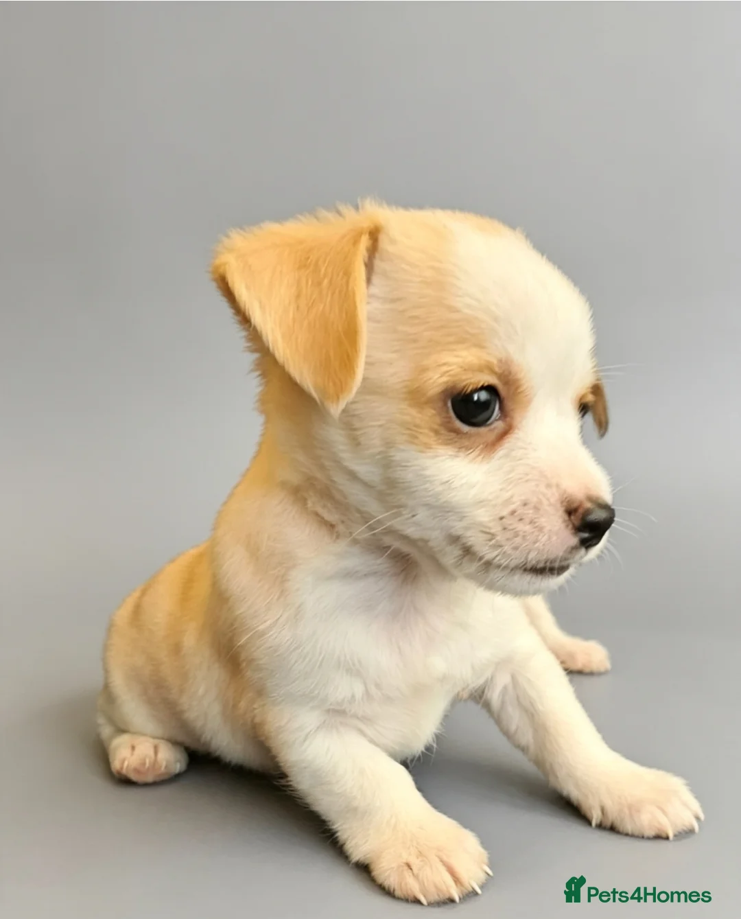 Mixed Breed dogs for sale: Litter of 6 Jack Russell x Chihuahua Puppies  - Advert 2