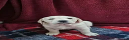 Labrador Retriever dogs for sale: Retriever Labrador - Advert 6