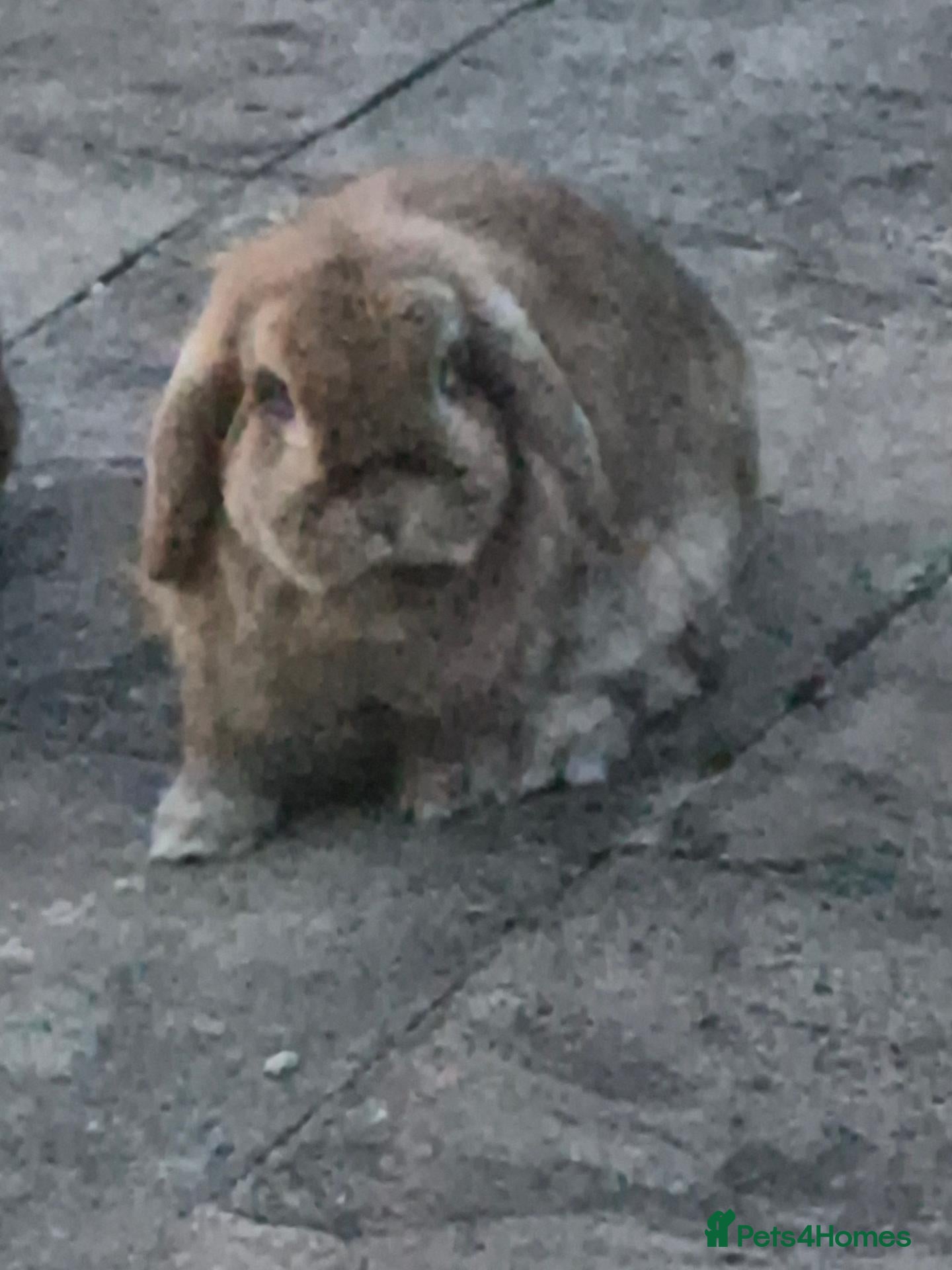 Mixed Breed rabbits 3 rabbits - Advert 1