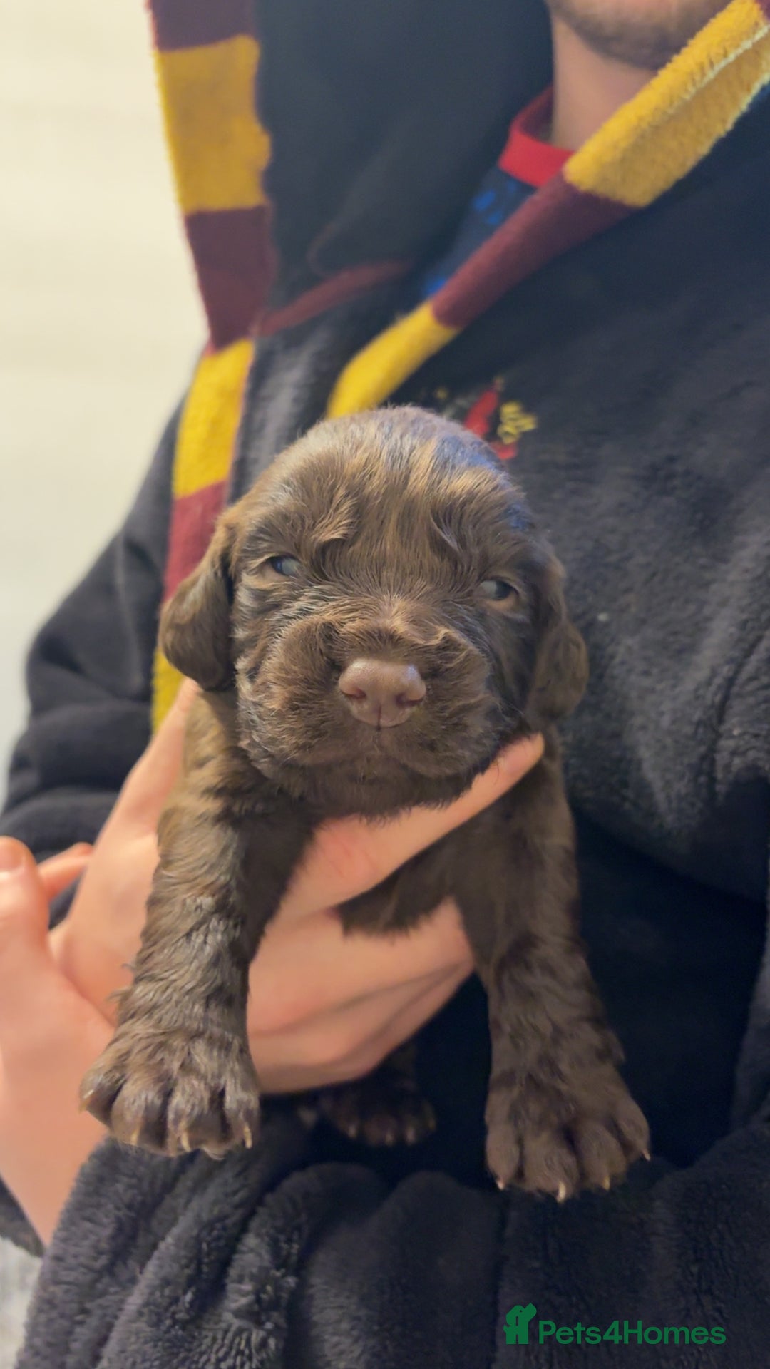 Cocker Spaniel dogs for sale: Cocker spaniel puppies - Advert 30