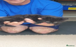 British Longhair cats for sale:  1 Black ghost kitten long haired male (casper) - Image 4