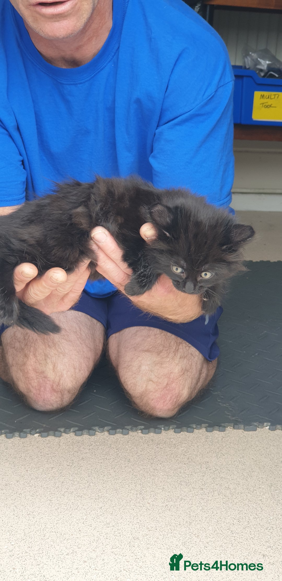British Longhair cats for sale:  1 Black ghost kitten long haired male (casper) - Image 4