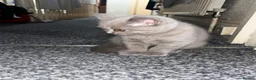 British Shorthair cats for sale: 6 little babies looking for a loving home - Advert 10