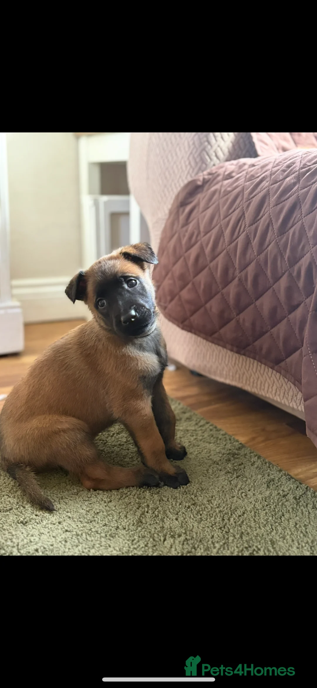 Belgian Shepherd Dog dogs for sale: Belgian Malinois Puppies - Advert 10