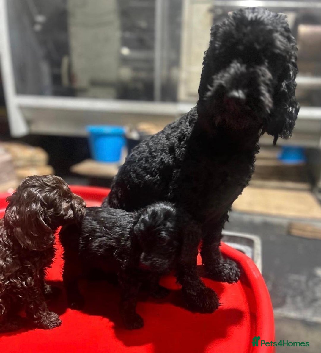 Cockapoo dogs for sale: cockapoos - Advert 1