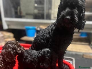 Cockapoo dogs cockapoos - Advert 1