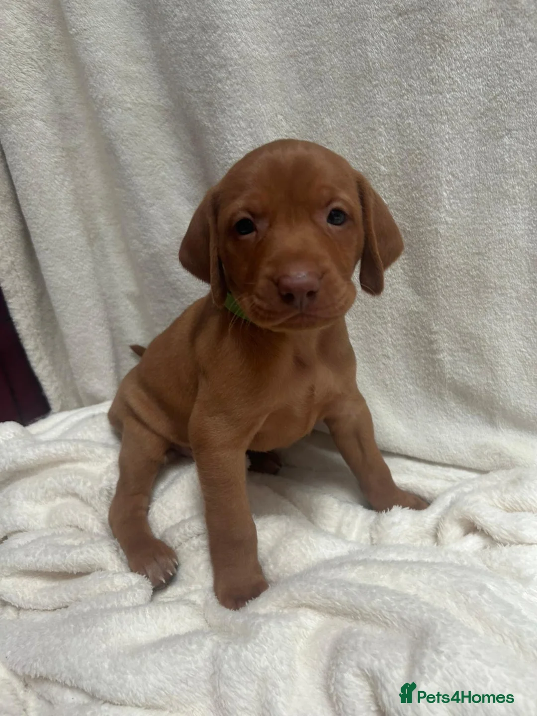 Hungarian Vizsla dogs for sale: Hookside Hungarian Viszla Puppies - Advert 6