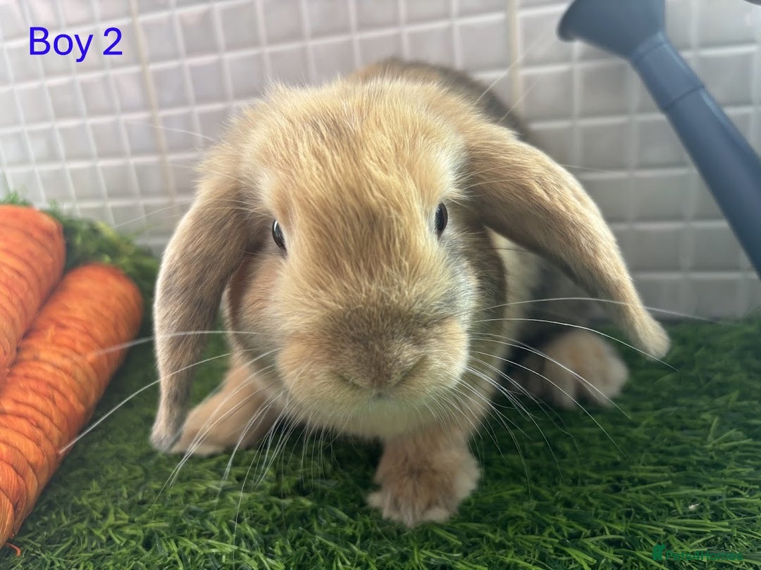 Mini Lop rabbits for sale: Mini lop baby bunnies - Ready now! - Image 7